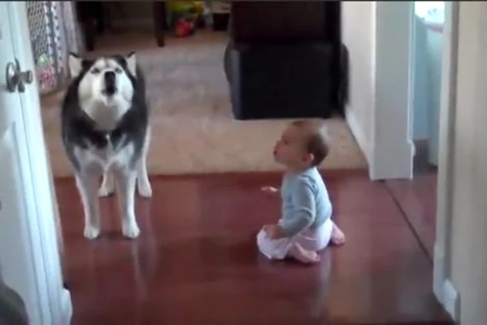 Un căţel husky se întrece în cântat cu un bebeluş