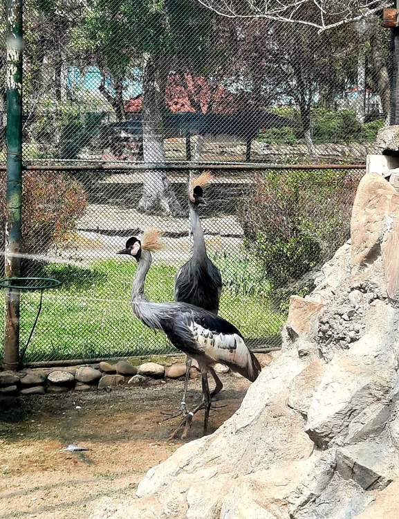 Cocorul încoronat. FOTO: Florina Pârvescu