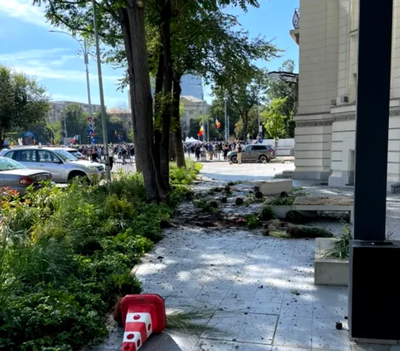 Pomi distruși în Piața Victoriei