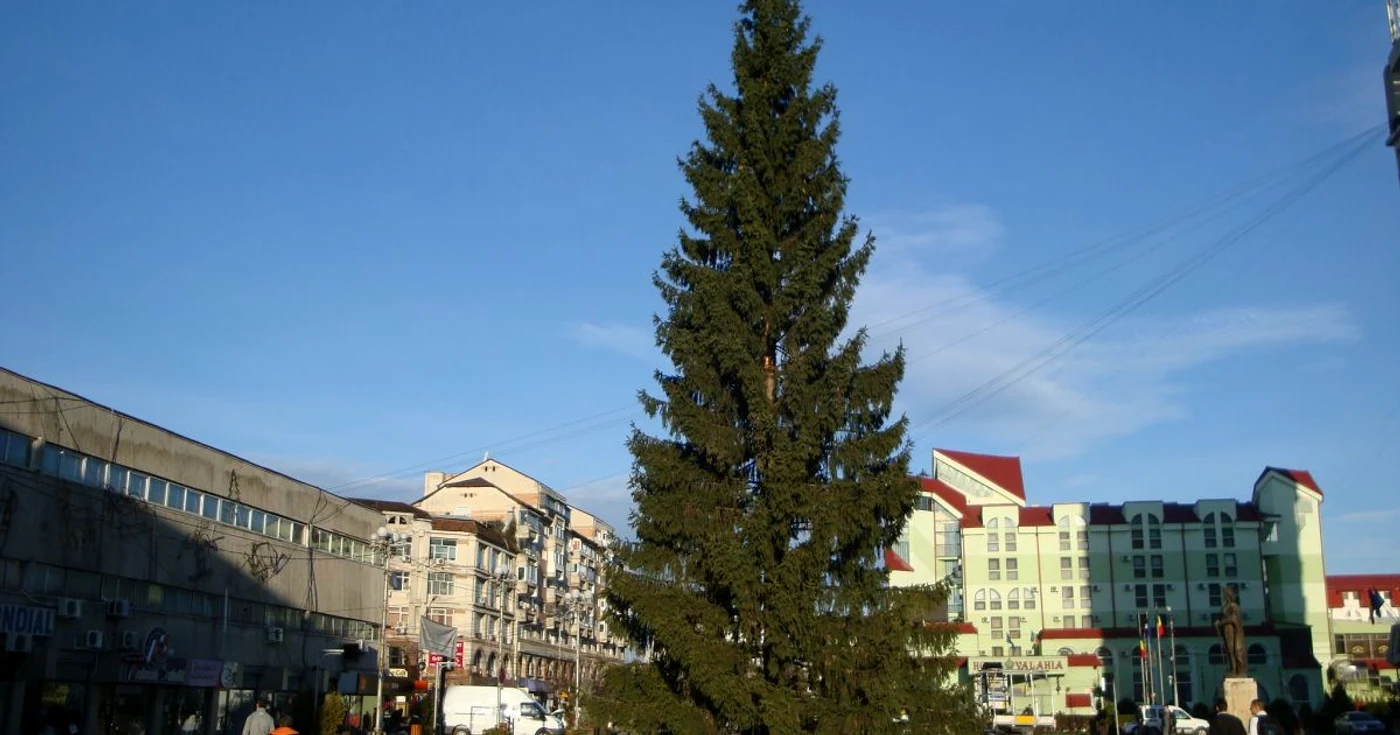 Bradul din centru