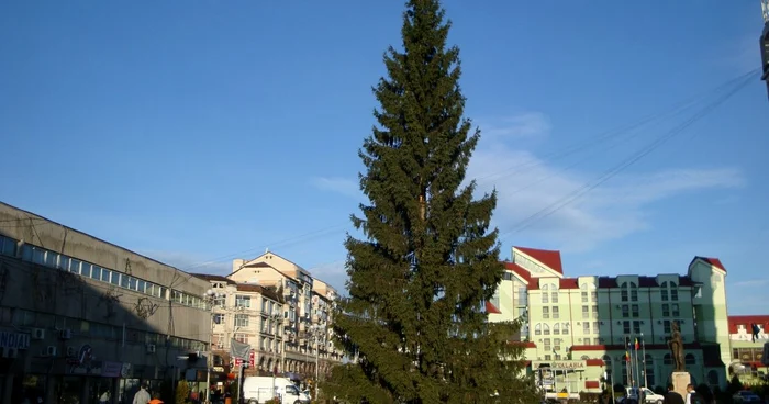 Bradul din centru
