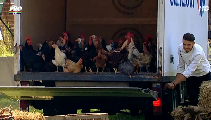 Găinile au fost aduse într-un camion