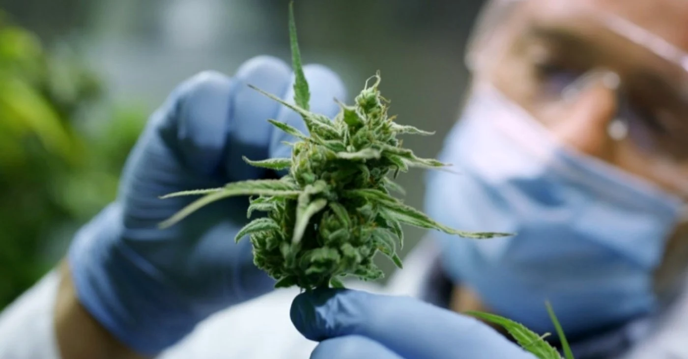Cannabis. Foto: DIICOT