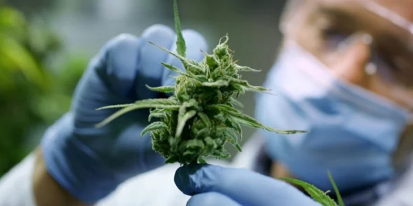 Cultură de cannabis FOTO DIICOT