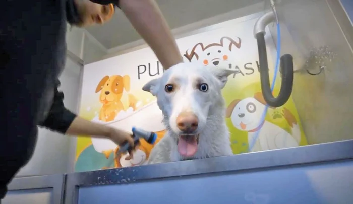 
    Duşul, un răsfăţ  pentru prietenul  necuvântătorFotografii: adevarul.ro   