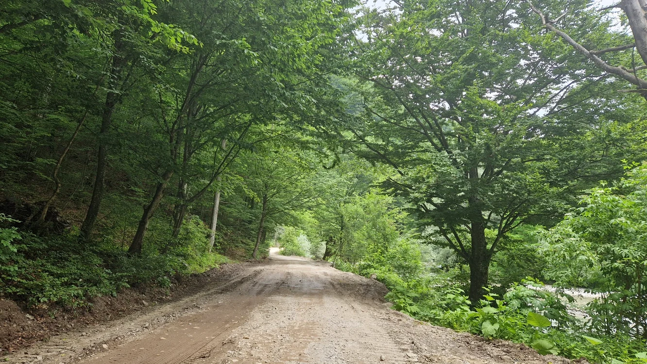Drumul trece prin inima pădurii 