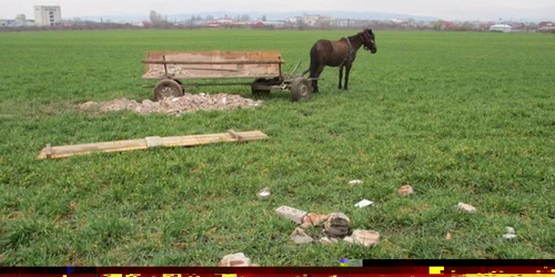 politia locala