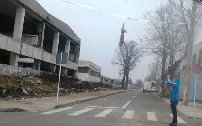 Purcelul a fost dat jos de reprezentanţii Ecosal. Foto: Adevărul