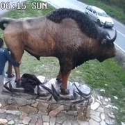 statuie zimbru parcul Vânători-Neamţ captură video