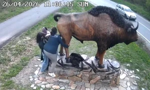 statuie zimbru parcul Vânători-Neamţ captură video