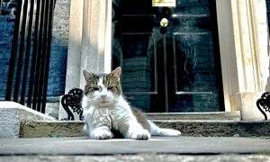 motanul larry foto x @aaronscott dp jfif