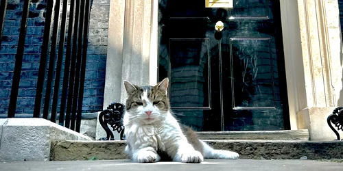 motanul larry foto x @aaronscott dp jfif