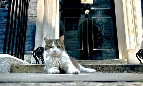 motanul larry foto x @aaronscott dp jfif