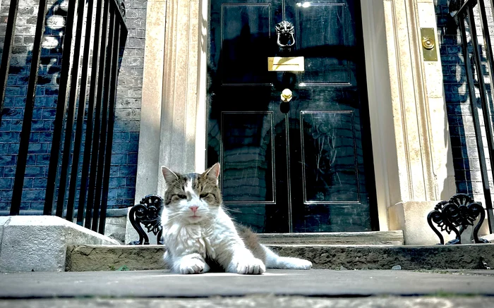 Motanul Larry, aniversează 15 ani la reședința premierilor britanici FOTO: X/ @aaronscott_dp