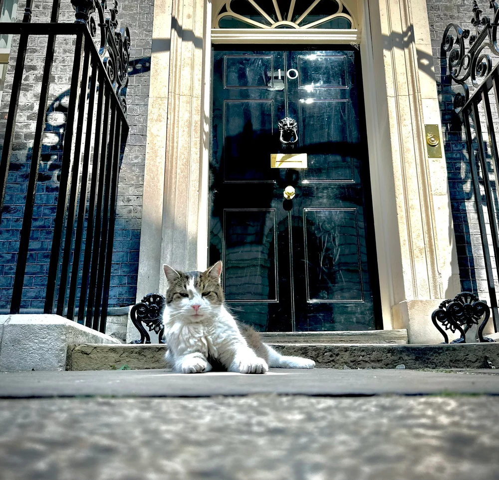Cel mai longeviv „angajat” de la Downing Street: Motanul Larry împlinește 15 ani