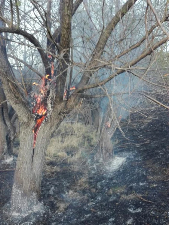 37 de incendii de vegetaţie forestieră au avut loc în judeţul Gorj