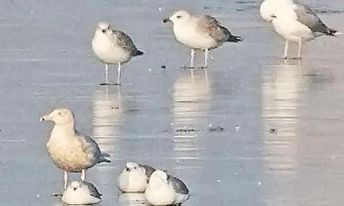 Așa arată  pescărușul  de ghețuri jpeg