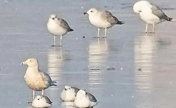 Așa arată pescărușul de ghețuri