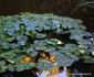 parcul dendrologic simeria (123) JPG