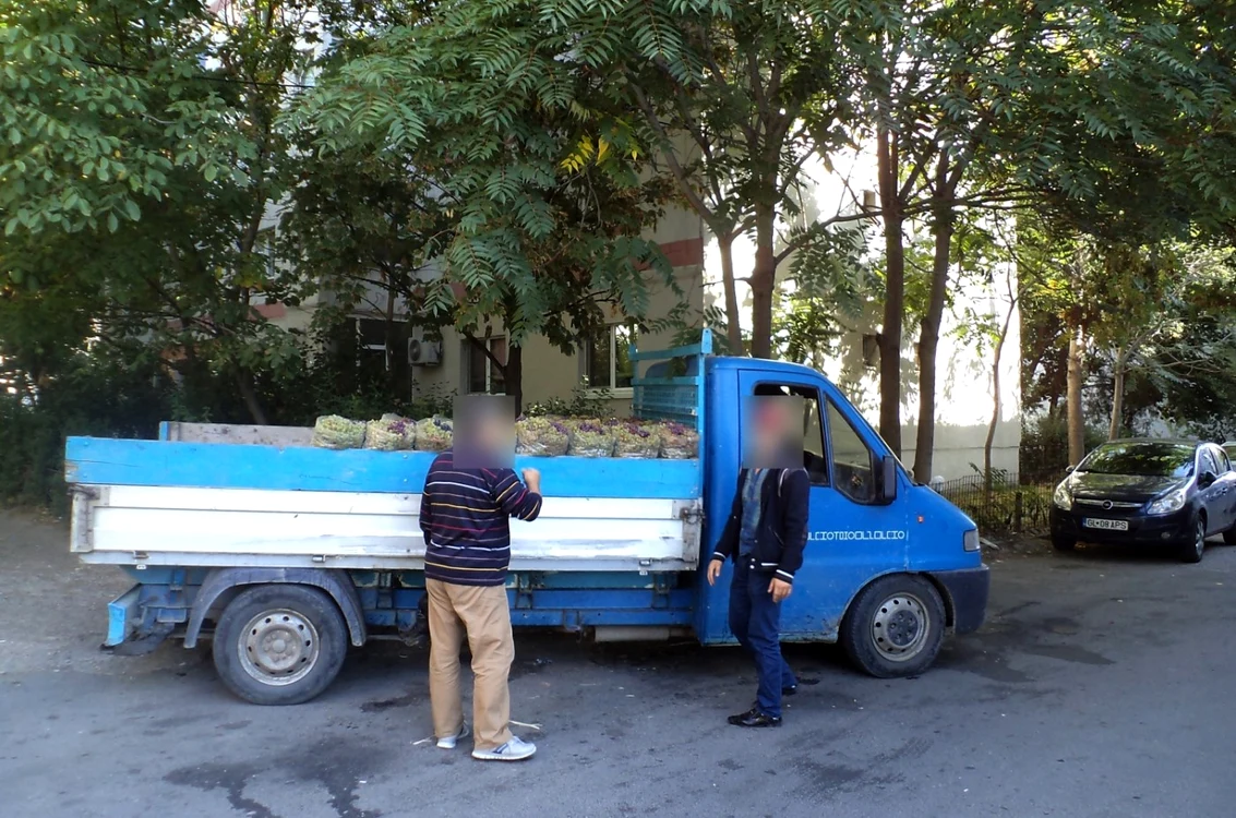 Poliţiştii au confiscat  6.000 de kilograme de struguri  Foto: arhivă Adevărul