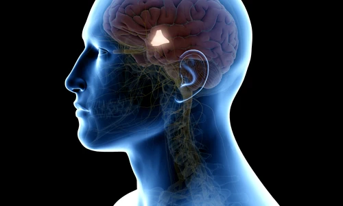 hipotalamus shutterstock 1292650537 jpg