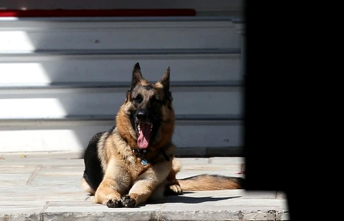 Champ, câinele lui Joe Biden, în 2012. FOTO: AFP