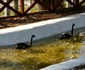 gradina zoo resita