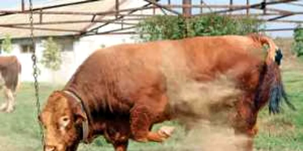 Tauri de rase nobile folosiţi la inseminare