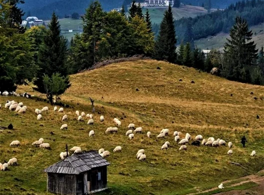 Păstorii așteapă o încălzire a vremii la sfârșitul lunii. FOTO Agenția Națională a Zonei Montane