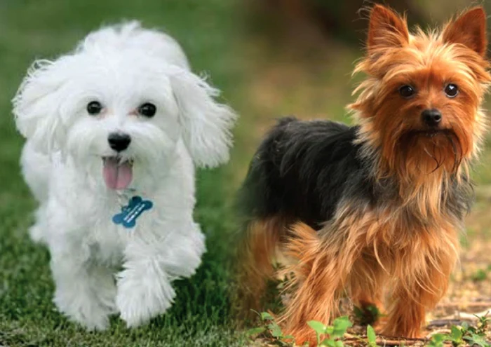 Bichon Maltez (în stânga) și Yorkshire Terrier