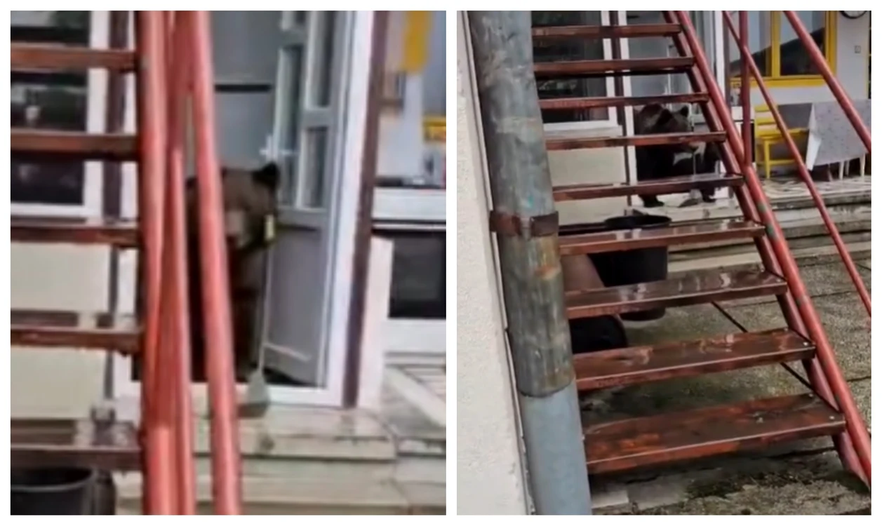 Urs în casă în Bușteni FOTO Captură video 