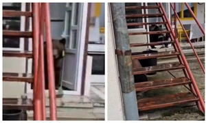Urs în casă în Bușteni FOTO Captură video 