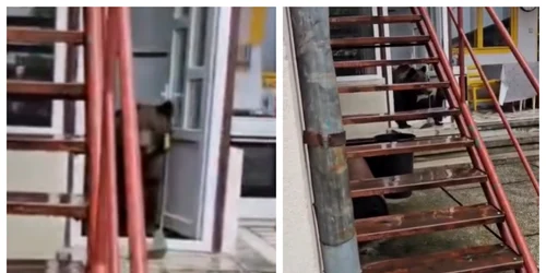 Urs în casă în Bușteni FOTO Captură video 