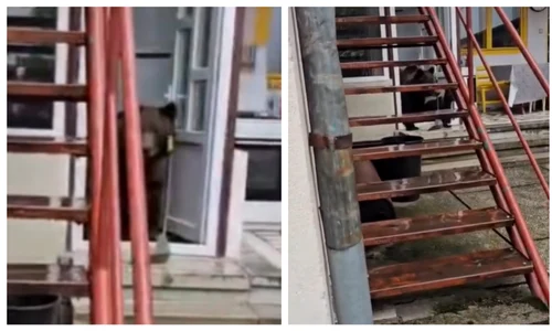 Urs în casă în Bușteni FOTO Captură video 