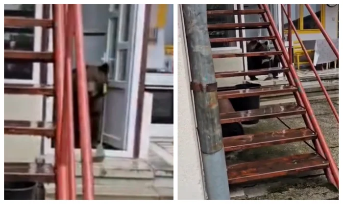 Urs în casă în Bușteni FOTO Captură video
