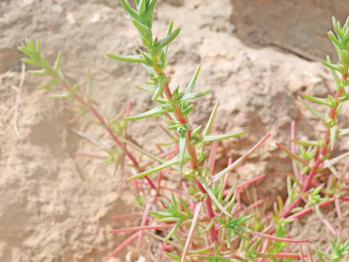 Salsola provine din Noua Zeelandă