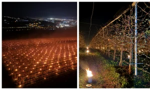 BeFunky collage   2026 04 11T100925 778 jpg