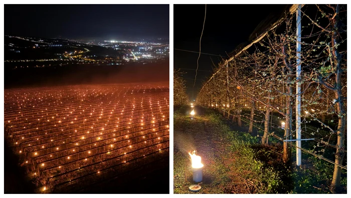 O fermă din Cluj a folosit o soluție costisitoare pentru a proteja livada de cireși / FOTO: Facebook