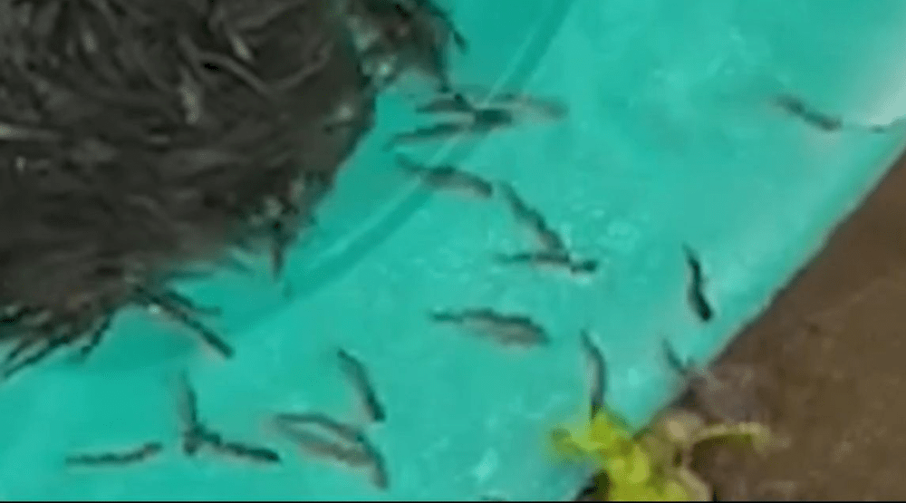 Râurile de munte din fondurile Bran-Sbârcioara și Buzăul Superior, repopulate cu 100.000 de puieți de păstrăv VIDEO
