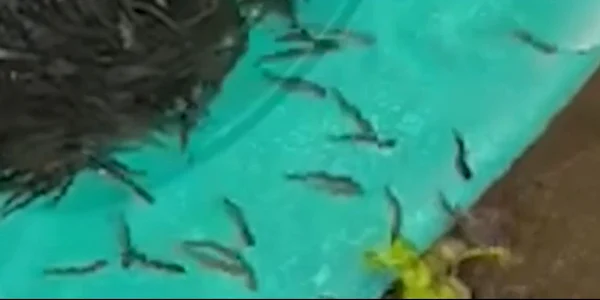 repopulare pastrav Romsilva jpg