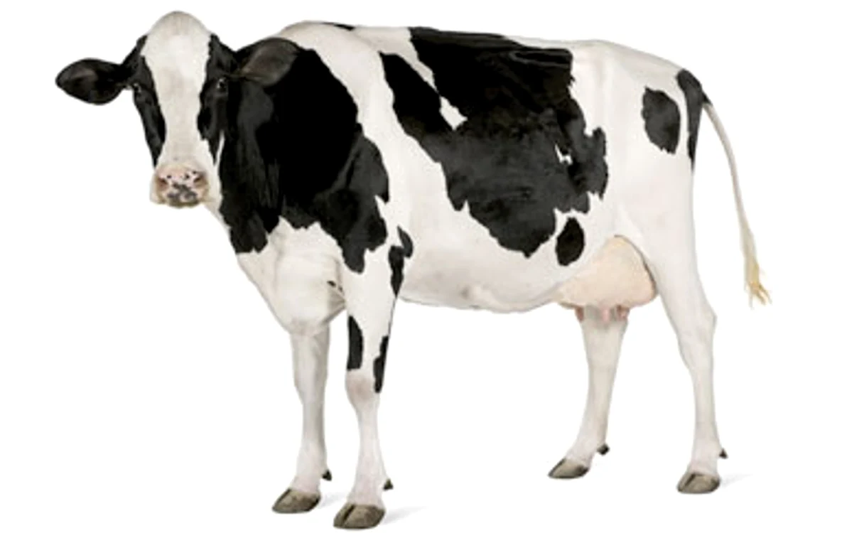 Vaca