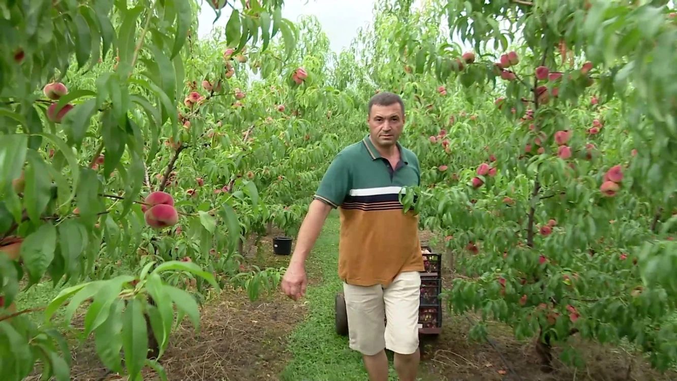 Iacob Nedelcu vinde piersicile în magazine din Buzău şi judeţele vecine