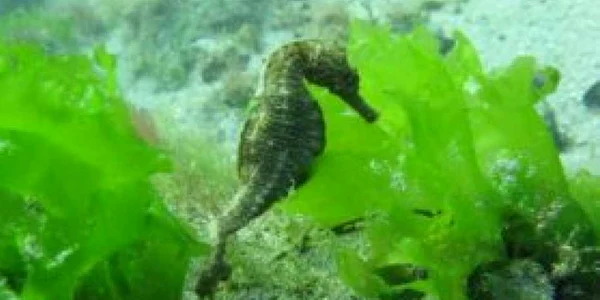 Şeful experţilor în Marea Neagră: 50.000 de nave o străbat anual, fiecare lasă metale grele
