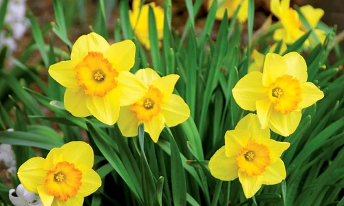 1 67919 original jpg jpeg