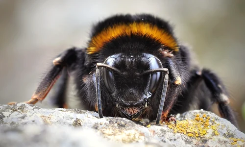 bumblebee 711677 1280 jpg