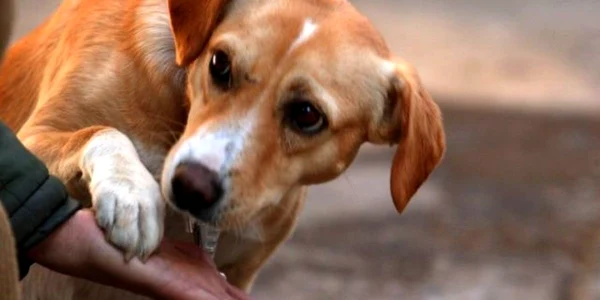 Câinii ajung în Germania, unde sunt adoptați