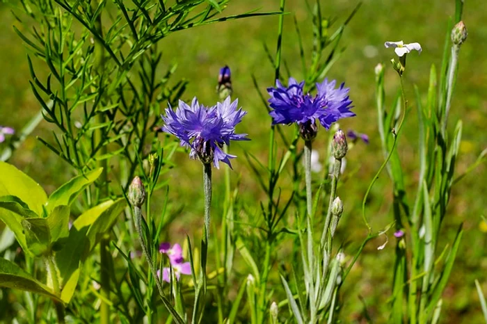 Rădăcina de pătrunjelul este detoxifiantăFoto: pixabay.com