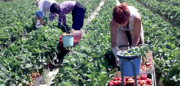 Muncitorii vor avea contracte pentru 3 luni în Spania FOTO Adevărul