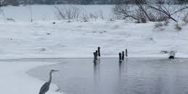 Trei copii care se plimbau cu bicicletele au căzut în lacul de la Dumbrăviţa FOTO Ministerul Mediului