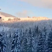 Cerbi în zăpada Muntii Rodnei mp4 thumbnail png